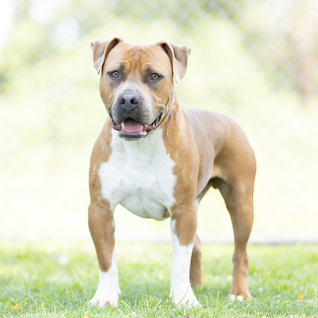 Photo of Yogi