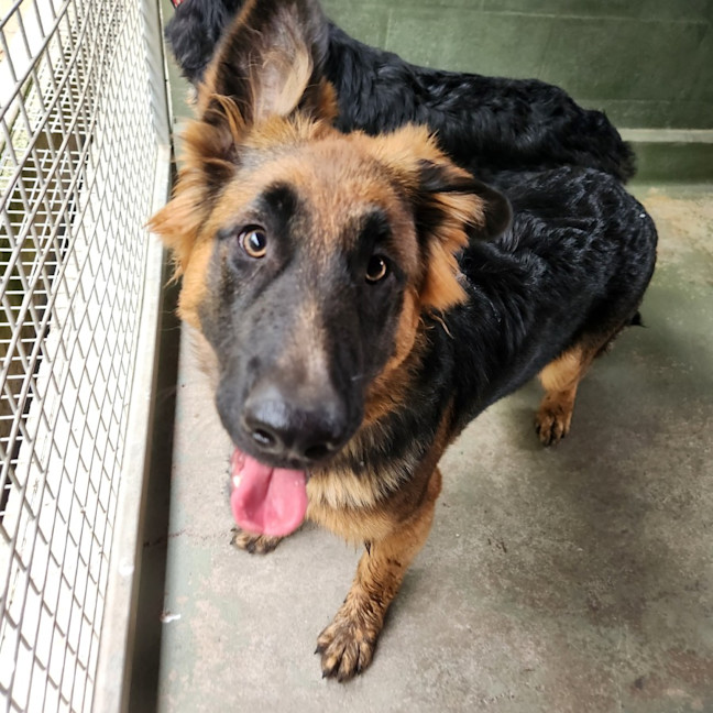 Photo of Nymeria (64579)