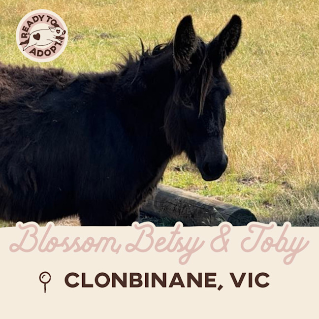 Photo of Blossom, Betsy & Toby