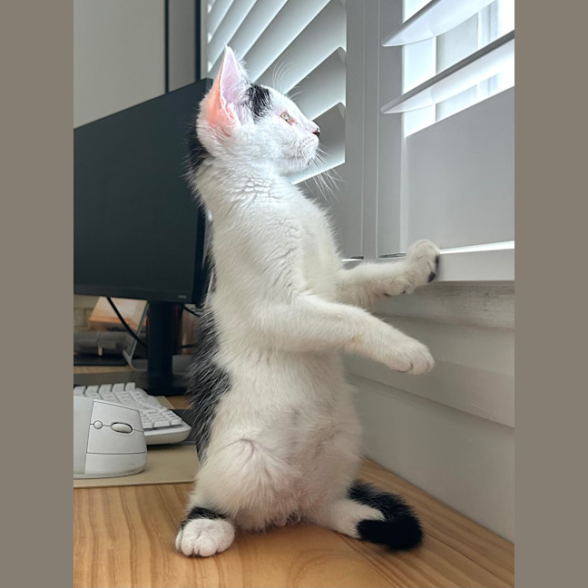Photo of Pebbles 
