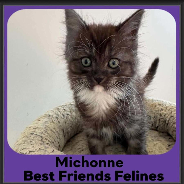 Photo of Michonne 