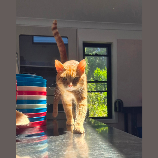 Photo of Tommy (9977)