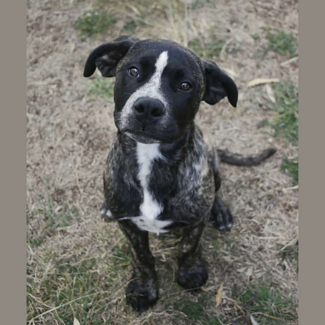 Photo of Diesel