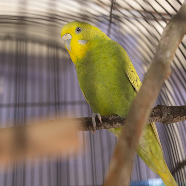 Photo of Wasabi