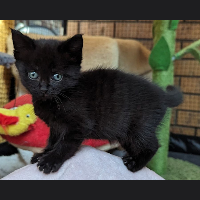 Photo of Java 
