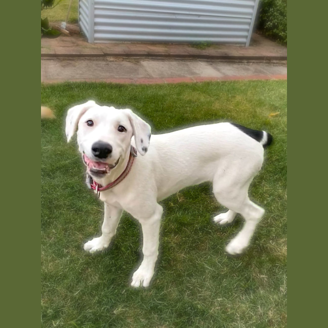 Photo of Scout 
