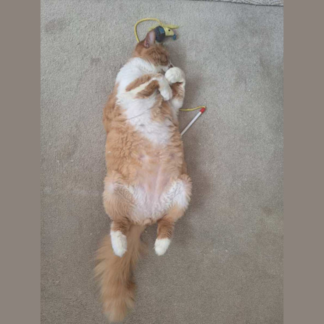 Photo of 😻 Eugene (Gene) 