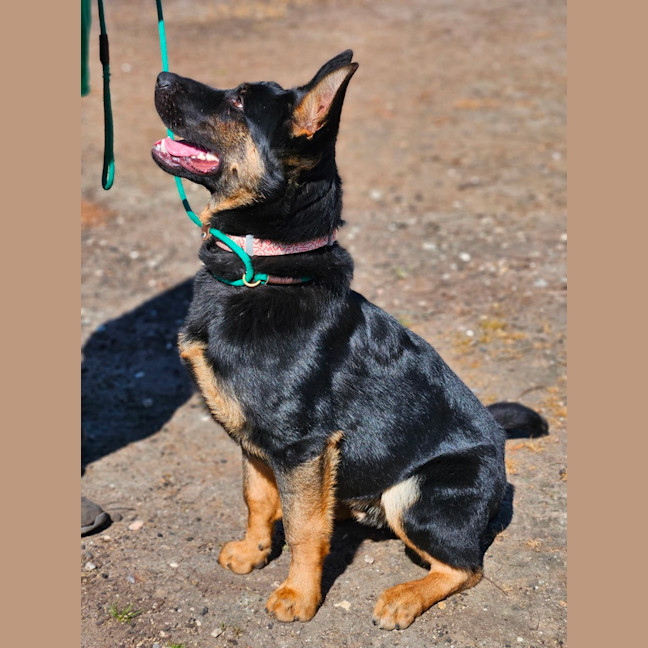 Photo of Arlo