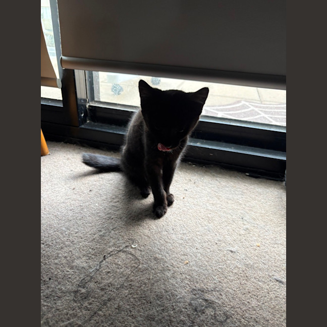 Photo of Gotham **2nd Chance Cat Rescue**