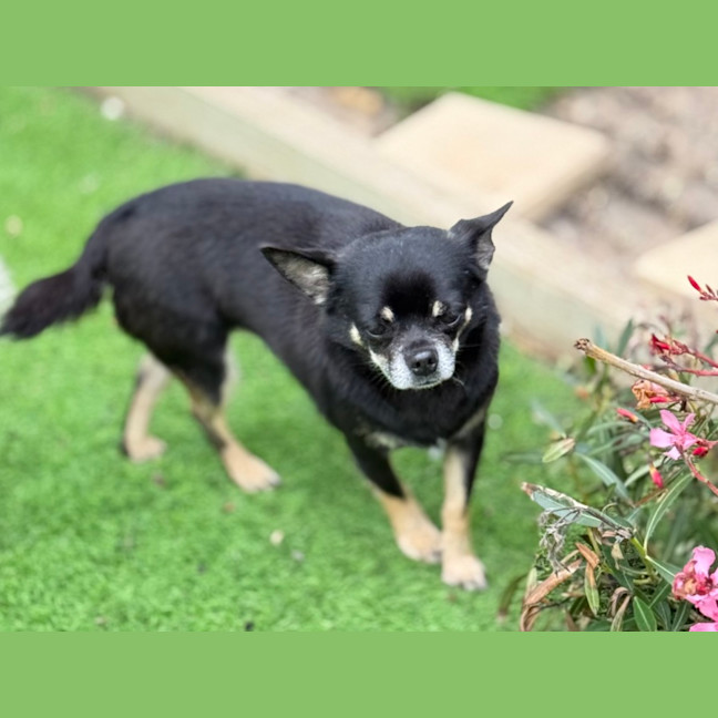 Photo of Bruiser