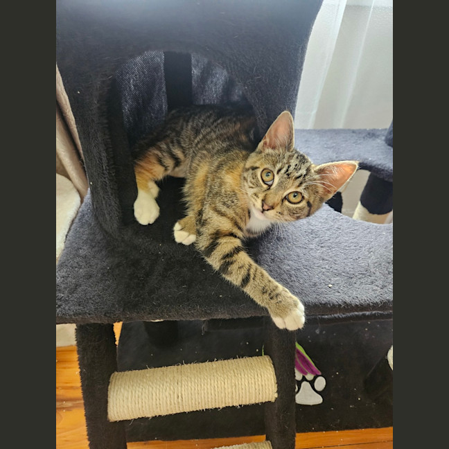 Photo of Mabel (Was Max)