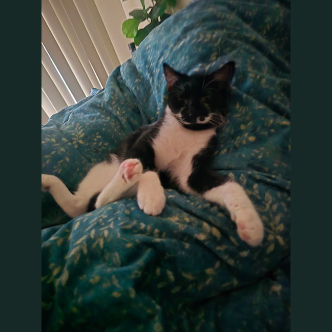 Photo of Alphie (Located In Wantirna South)