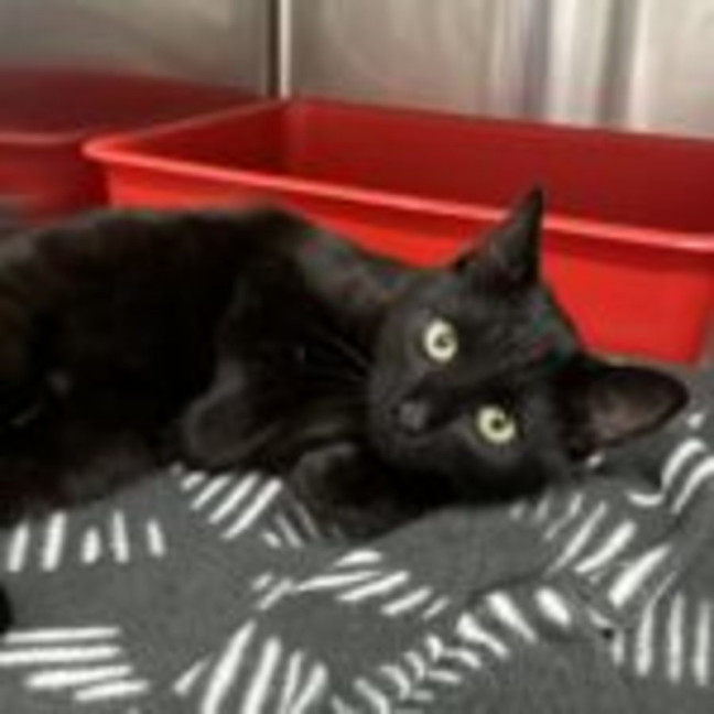 Photo of Salem & Saxon