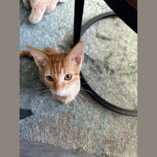 Photo of Jacuzzi   Available At Petstock Milperra