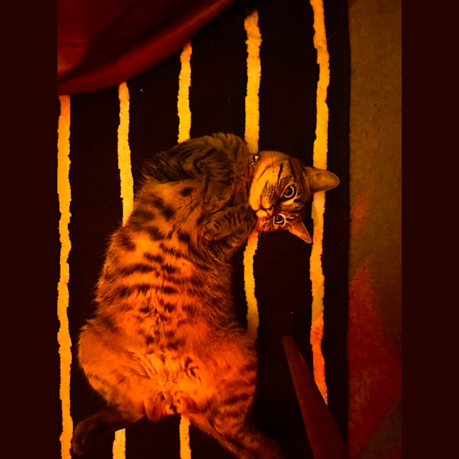 Photo of Houdini
