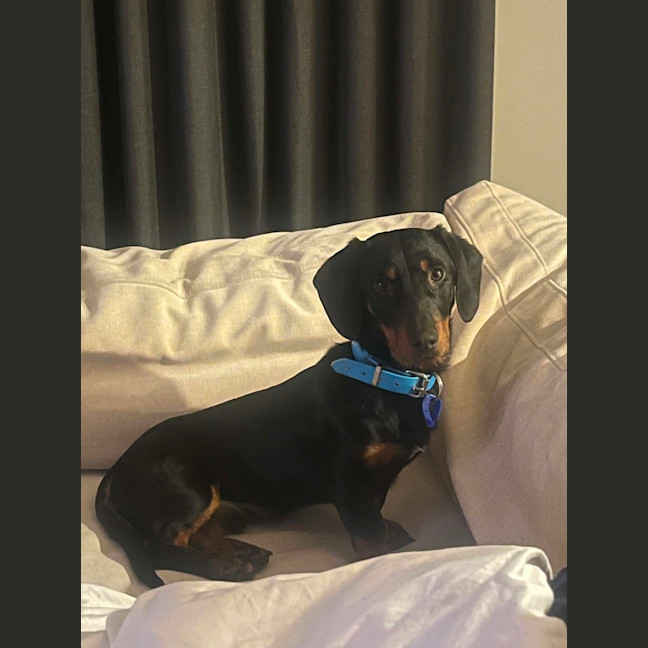 Photo of Mr Dash   9 Month Old Dachshund X Kelpie