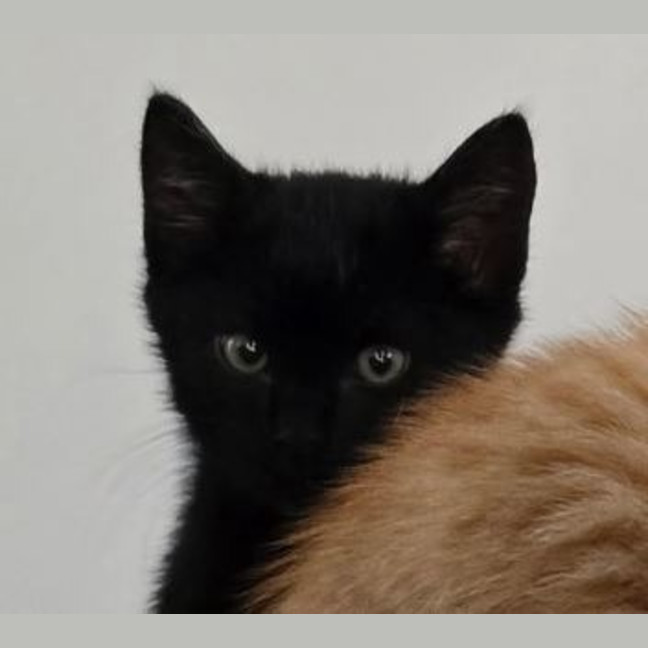Photo of Coal