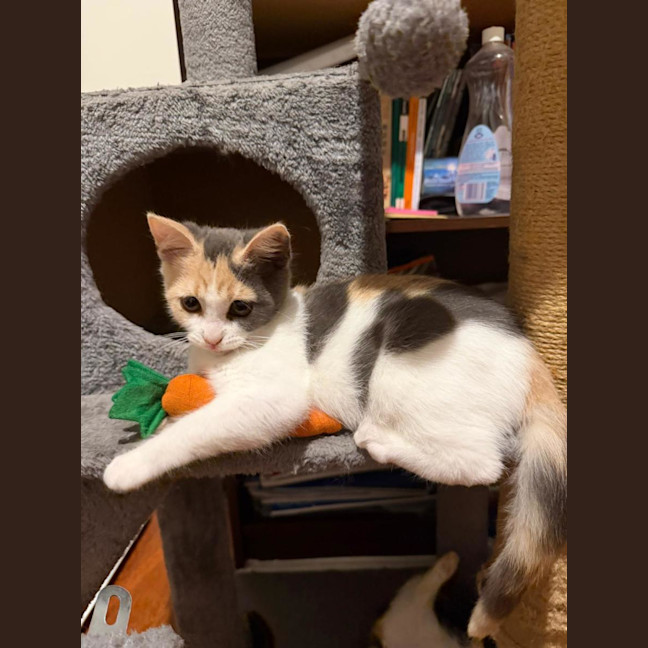 Photo of Daisy