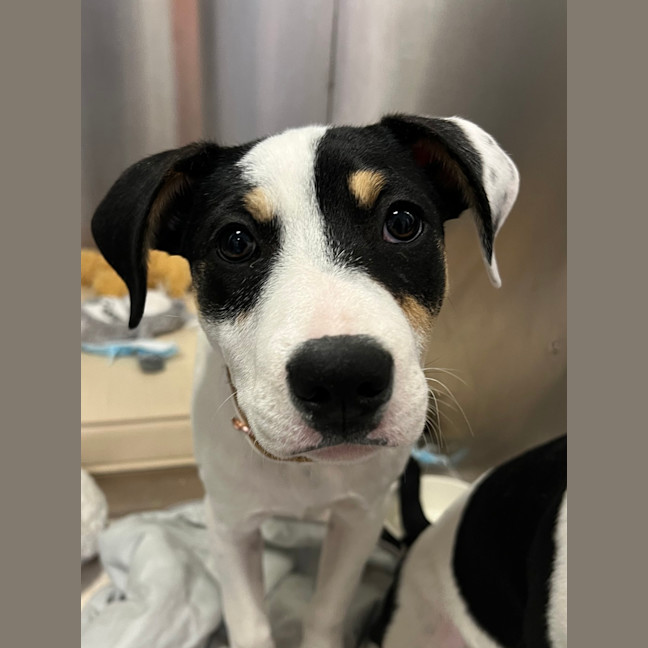 Photo of Spoopy (Was Bilby)