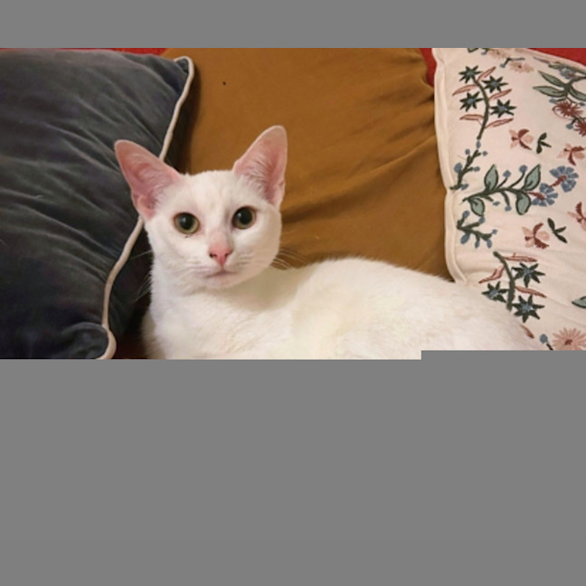 Photo of Princess