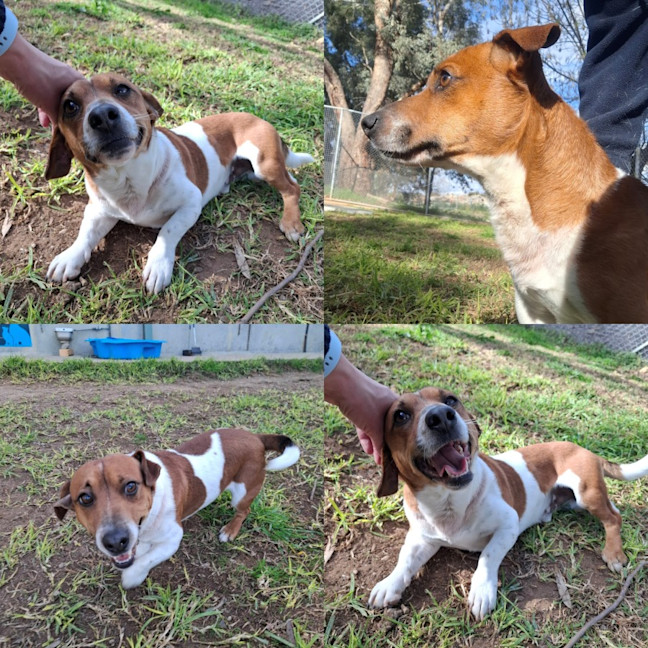 Photo of Brownie