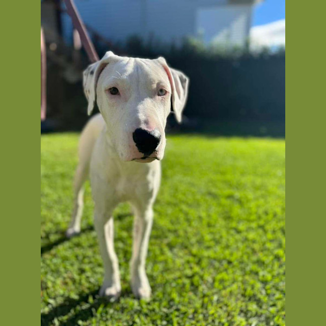 Photo of Mack *$350 Adoption Fee*