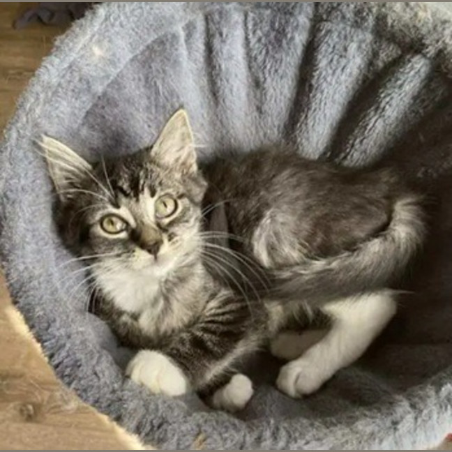 Photo of Jinx