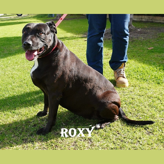 Photo of Roxy