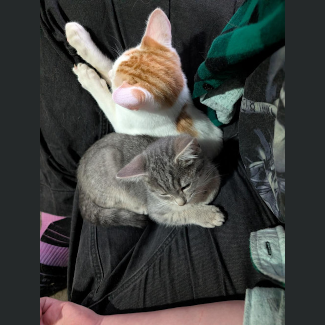 Photo of Bean **2nd Chance Cat Rescue**