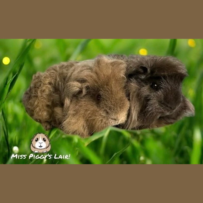 Photo of Steve & Bob