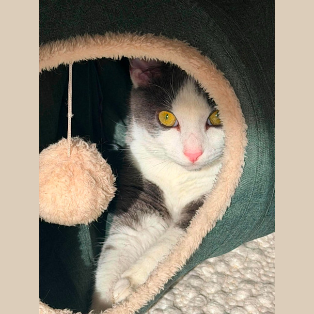 Photo of Oliver