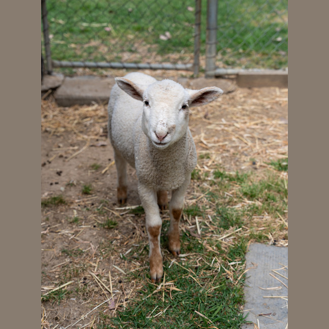 Photo of Lamborghini