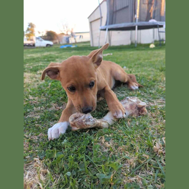 Photo of Fergus