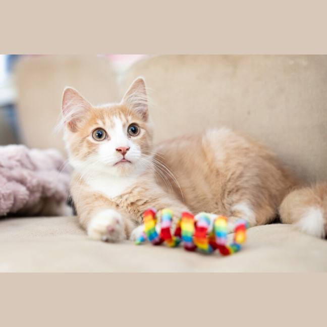 Photo of Cooper