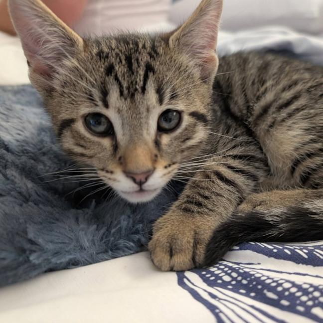 Photo of Kris Kringle