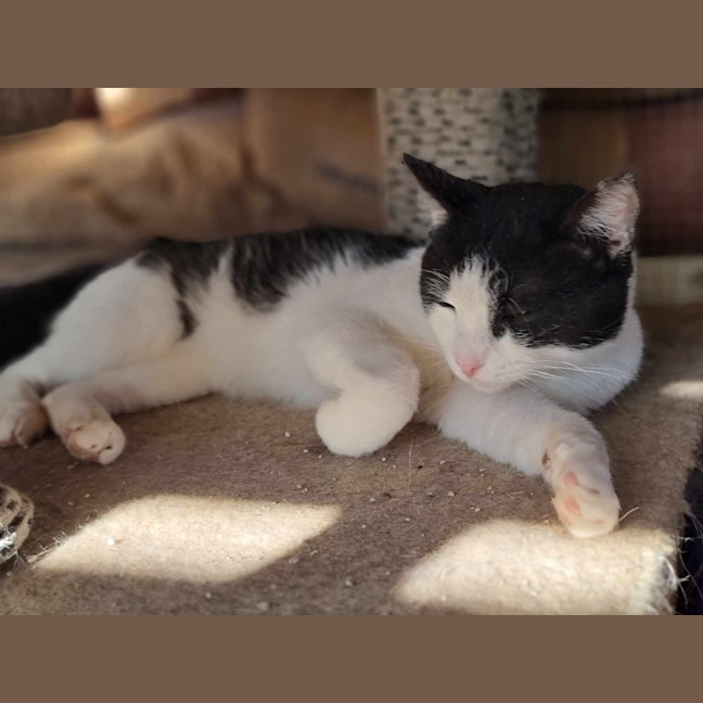 Photo of Sylvester