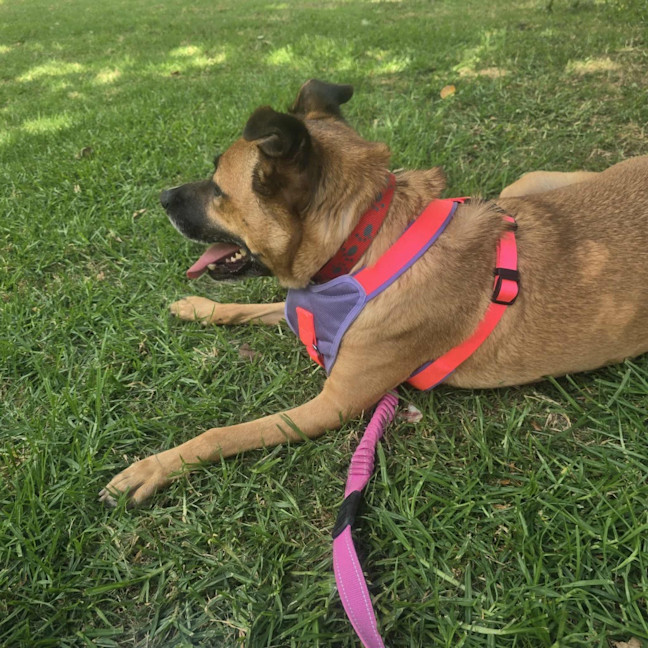 Photo of Ducky