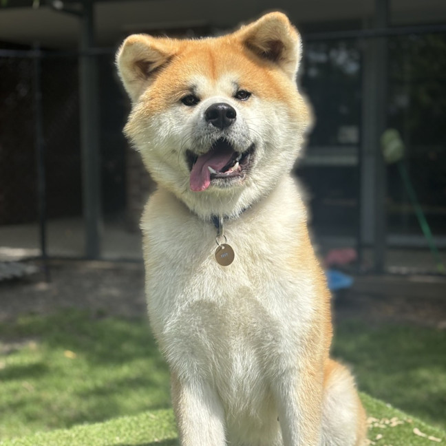 Photo of Toby