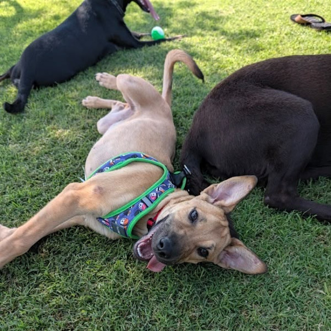 Photo of Sadie