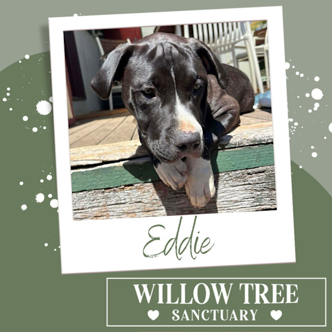 Photo of Eddie
