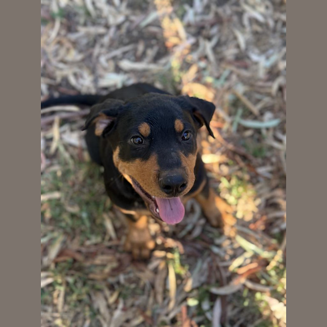 Photo of Frankie Sinatra