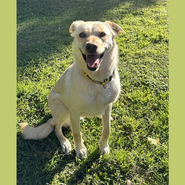 Photo of Koa