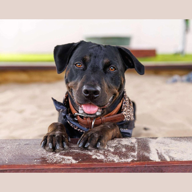 Photo of Macy   2 Year Old Rottweiler X