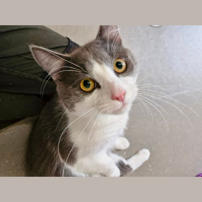 Photo of C1340 Hamish