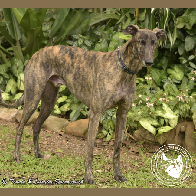 Photo of Dd (Detrie Bale)