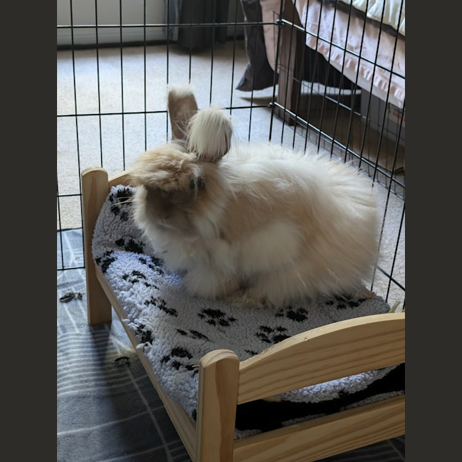 Photo of Cotton Candy (W Pebbles)