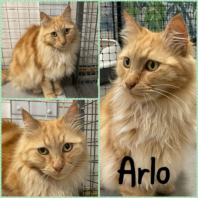 Photo of Arlo