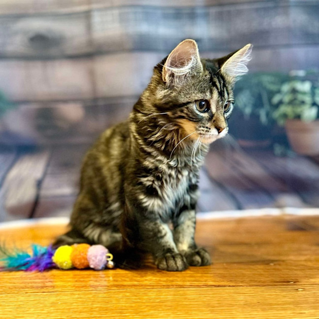 Photo of Jasmine   Located In Bentleigh