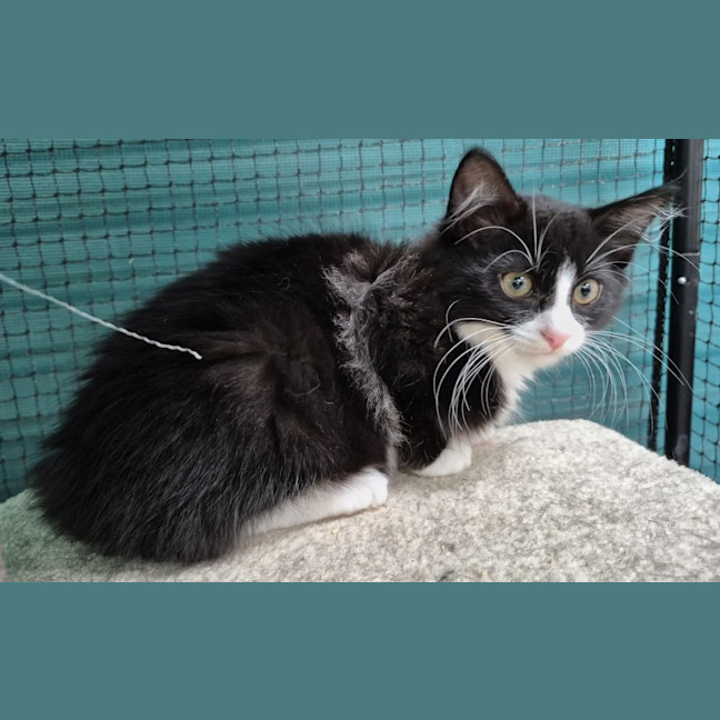 Photo of Yuto ** 2nd Chance Cat Rescue **