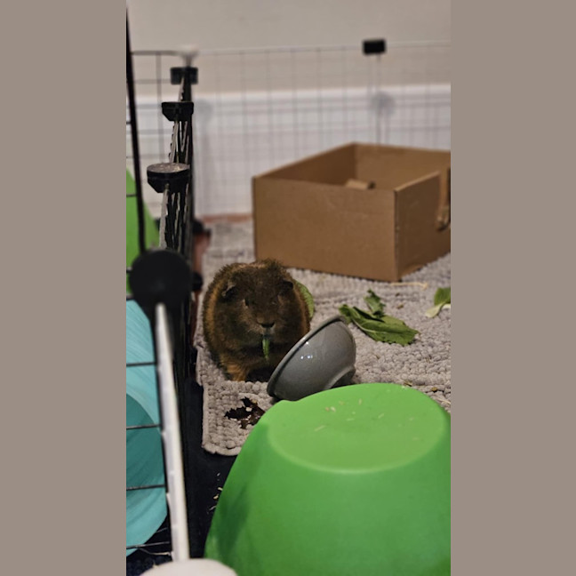Photo of Bandit